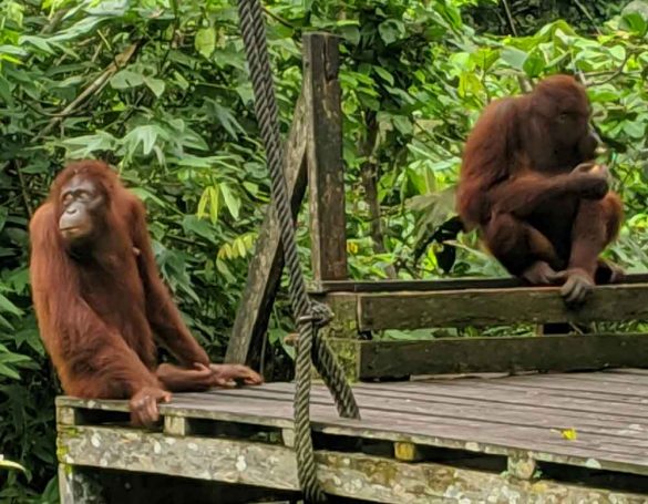 The Sepilok Orangutan Rehabilitation Centre Borneo Chimptrips