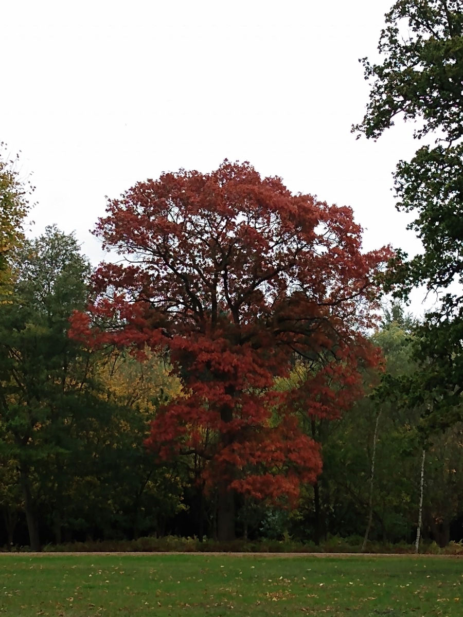 Autumn Colours, Virginia Water Lake, Egham, Surrey, UK