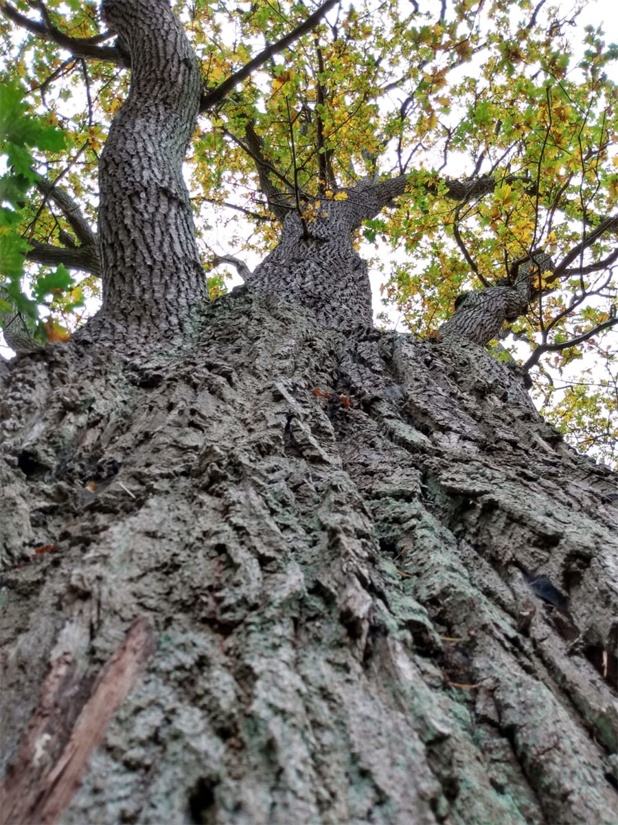 Amazing Trees, Virginia Water Lake, Egham, Surrey, UK