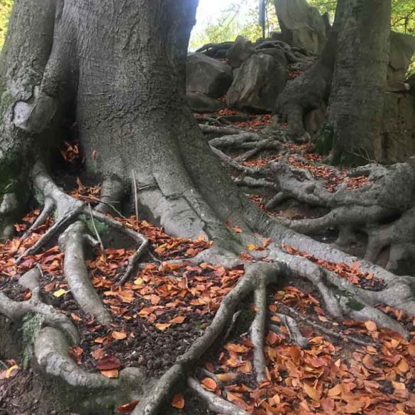 Tree Roots in Autumn, Virginia Water Lake, Egham, Surrey, UK