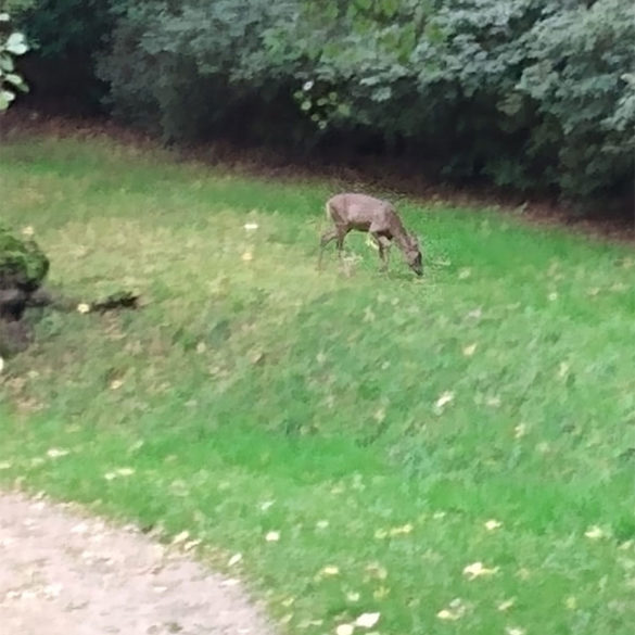 Deer, Virginia Water Lake, Egham, Surrey, UK