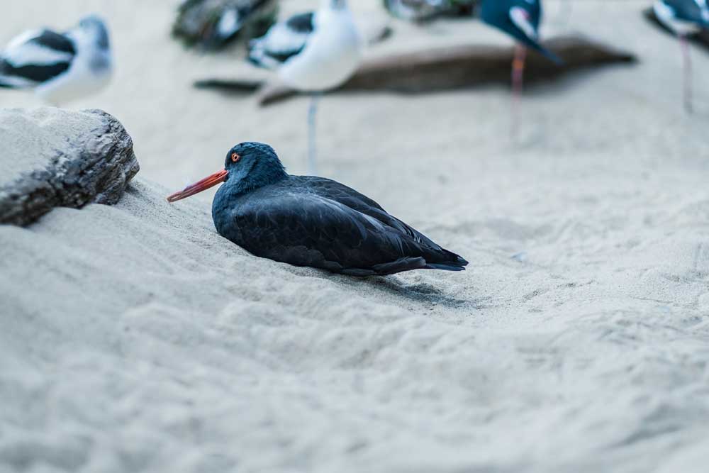 Sea Birds, Monterey Aquarium