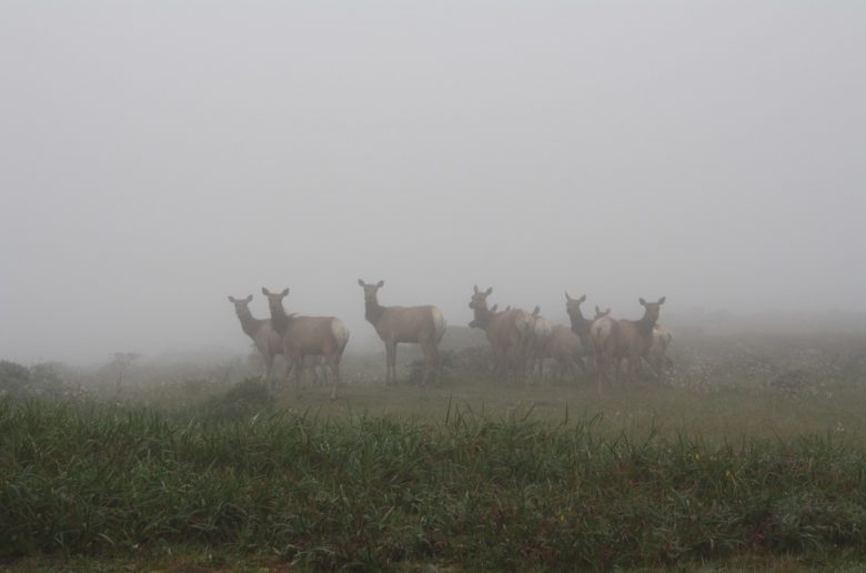 Deer at Point Reyes National Seashore, California, USA