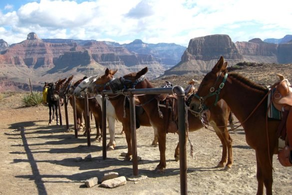 Grand Canyon Mules