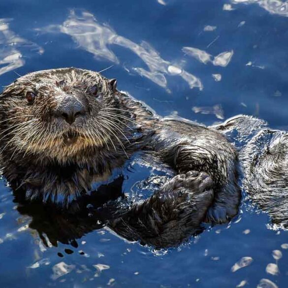 Sea Otter swimming on his back