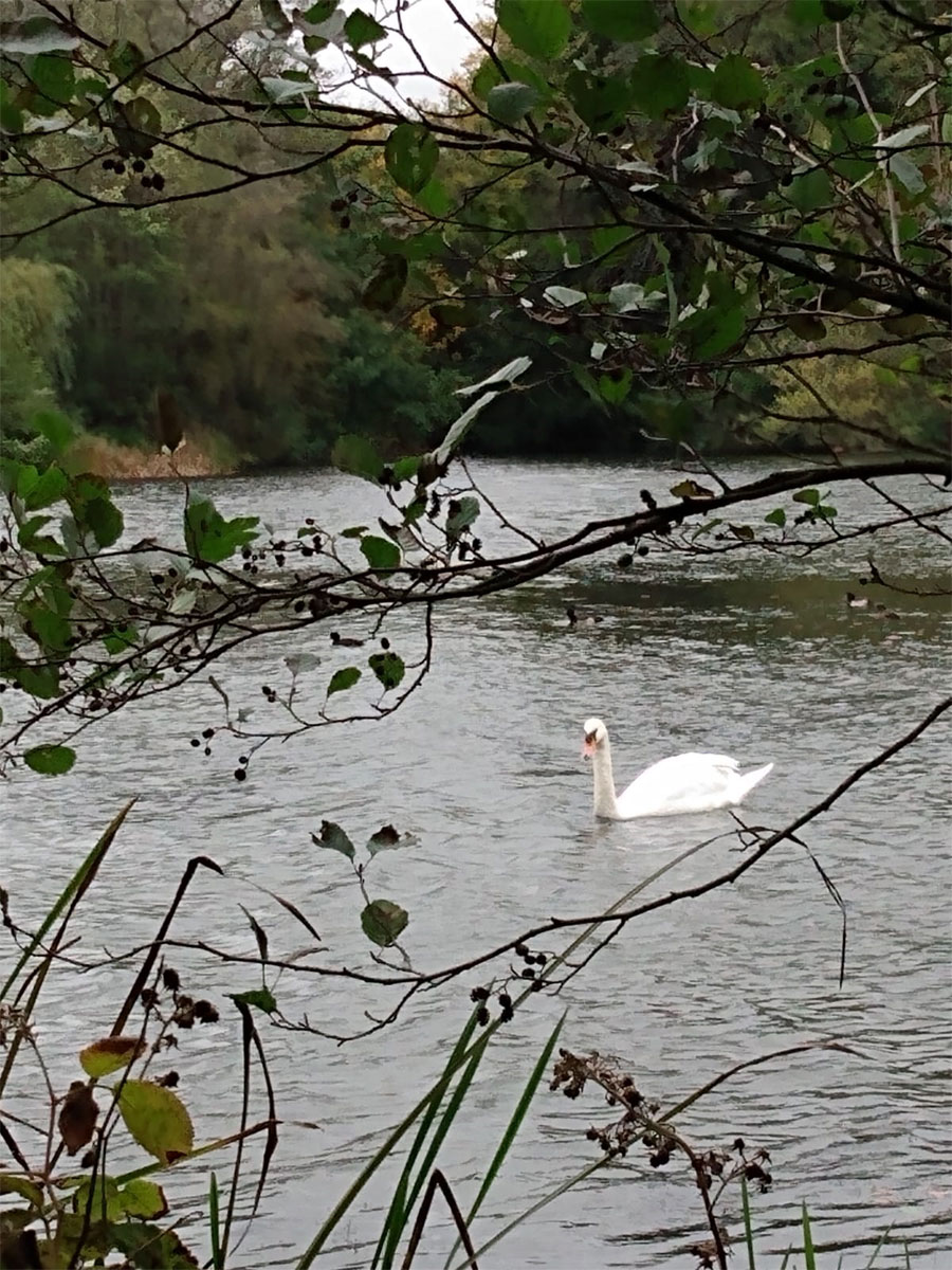 Swan on Virginia Water Lake, Egham, Surrey, UK