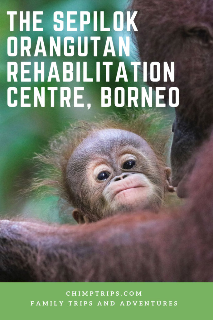 The Sepilok Orangutan Rehabilitation Centre, Borneo - Chimptrips