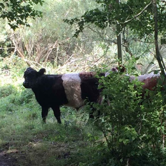 two cows in woods during a hike at Cotswold Water Park