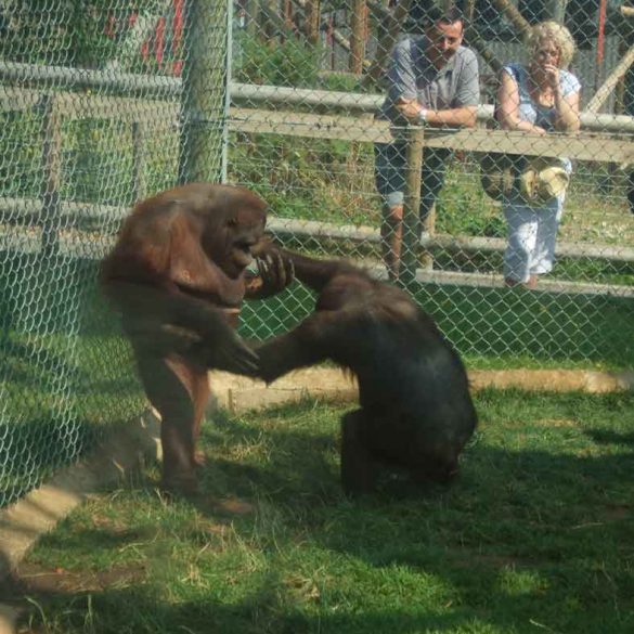 Two Orangutans play at Monkey World, Dorset, England