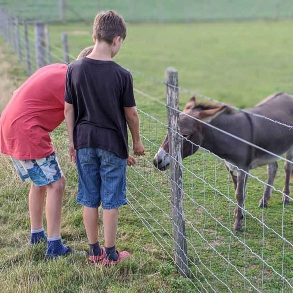 Two boys meeting the Donkey on the Farm Trail at Freshwinds Camping, Sussex