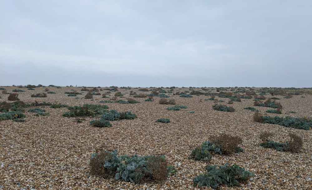 Rare Plants on Shingle Beach, Dungeness, Kent, England