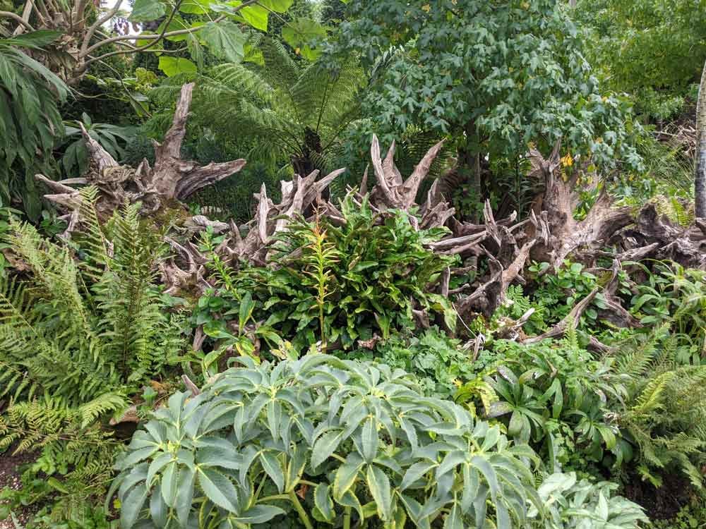 Green shrubs with a background of aged treestumps