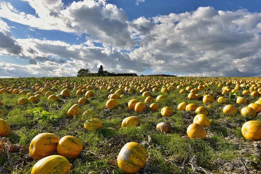 Field full of pumpkins with dramatic clouds in background