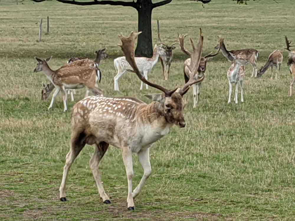 Fallow Stags at Richmond Park, London, UK