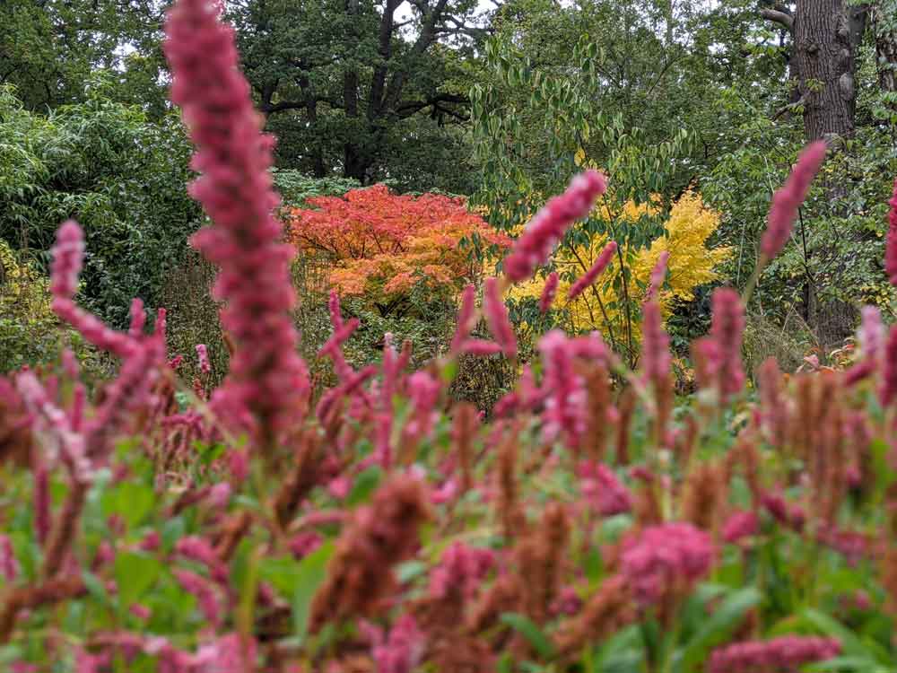 Isabella Plantation, Richmond Park, London, UK