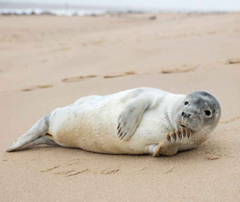 Seal, Norfolk