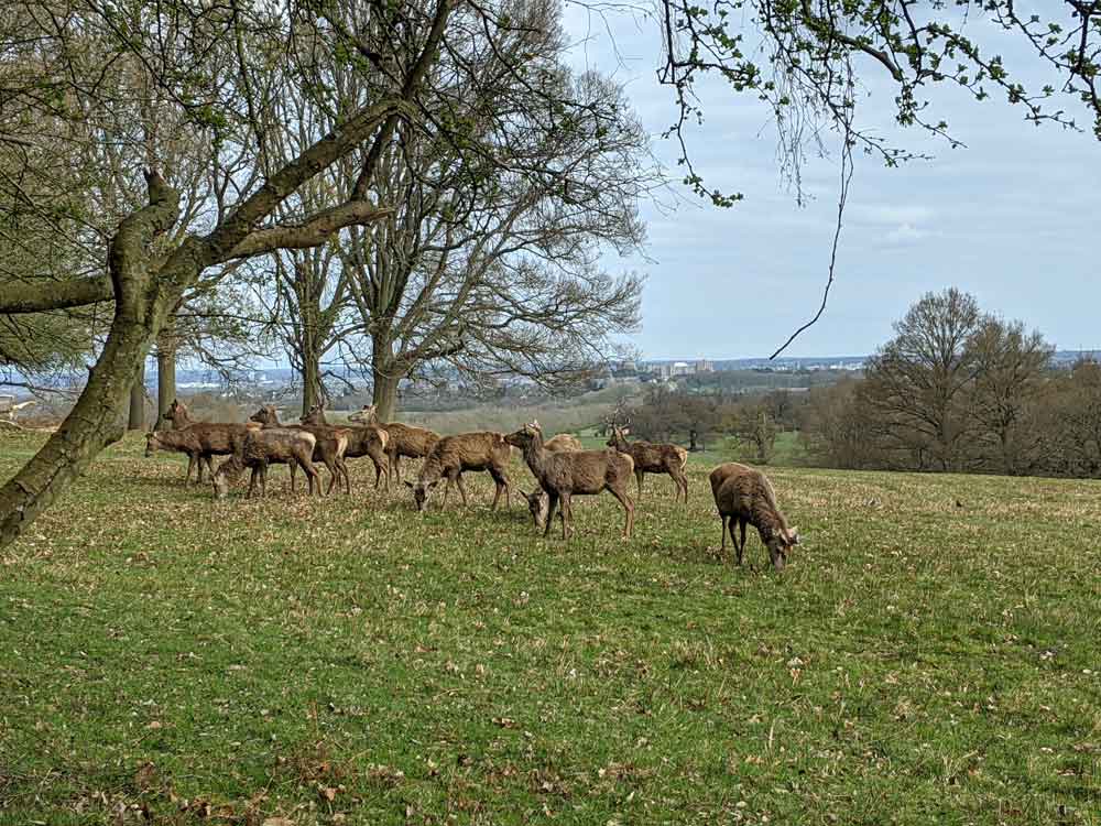 The Deer Park, Windsor Park, Berkshire, UK