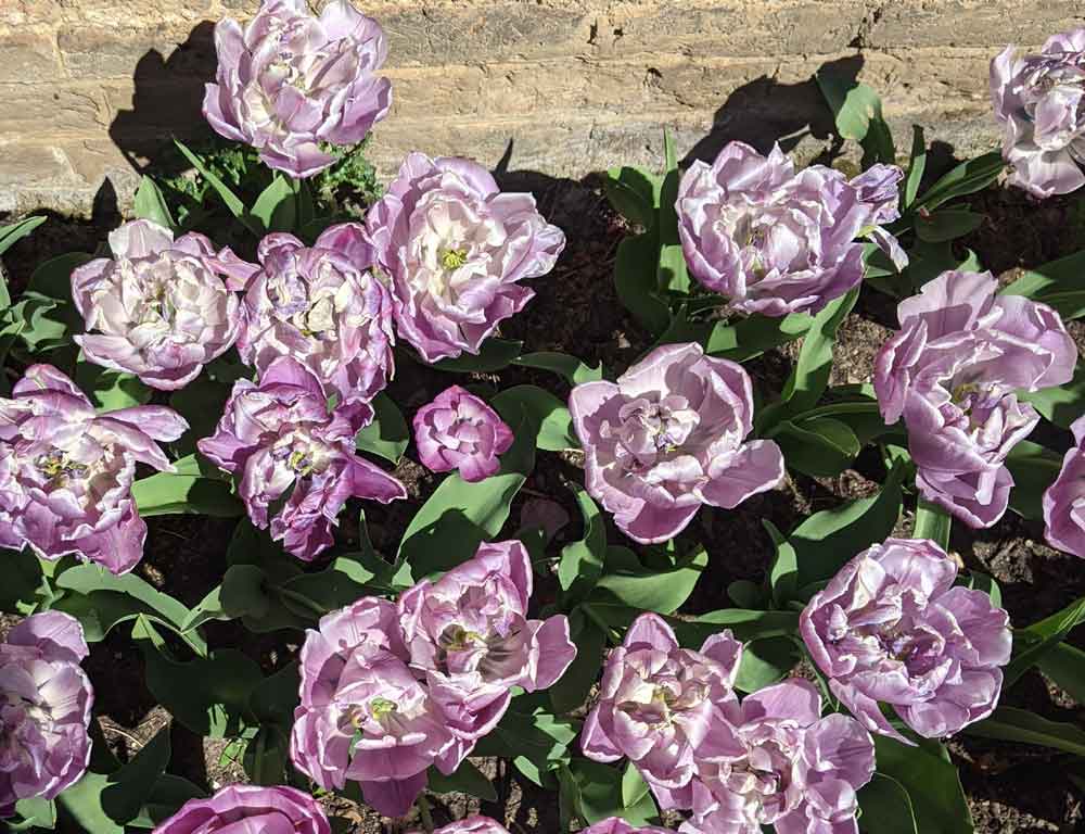 Delicate purple Tulips in the Lower Orangery, Hampton Court Palace, Surrey, UK