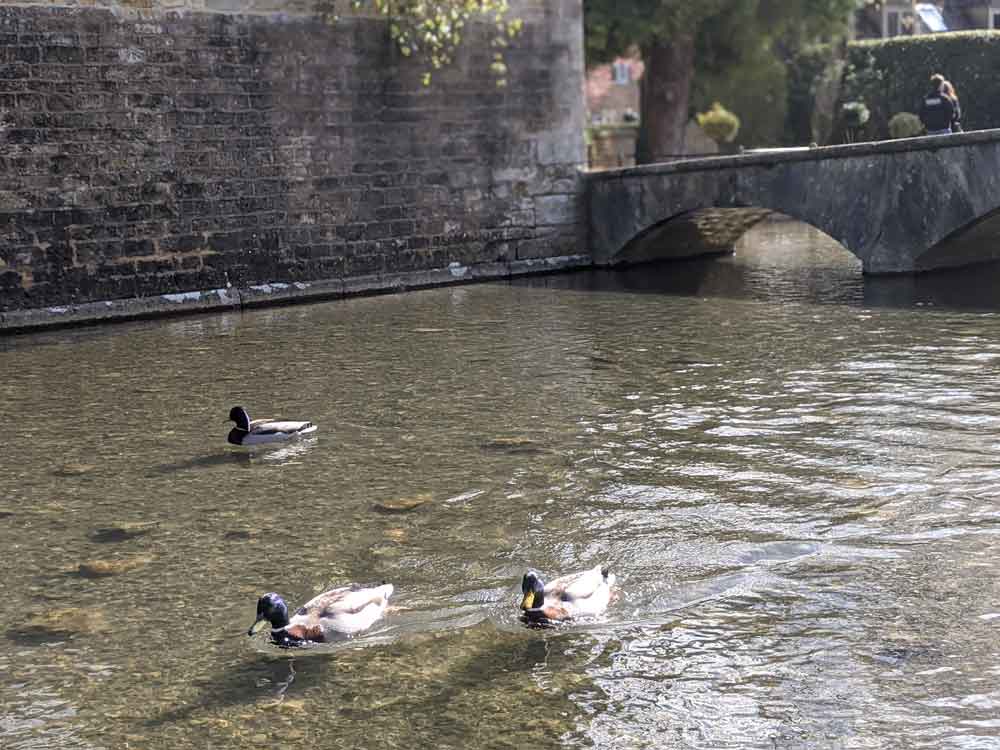 Ducks at Bourton on the Water, Cotswolds, UK