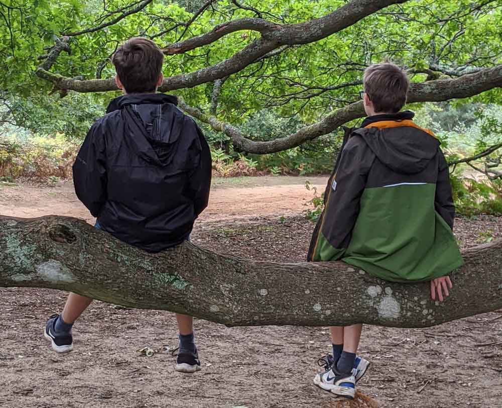 The back of two teenagers sitting on a low branch of a tree with a sandy path below