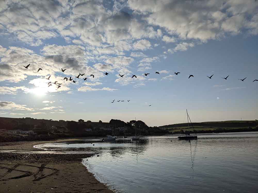 Canada Geese flying over beach at Gwbert