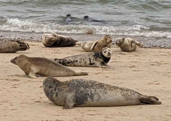 Watching Seals At Horsey Gap, Norfolk - Chimptrips