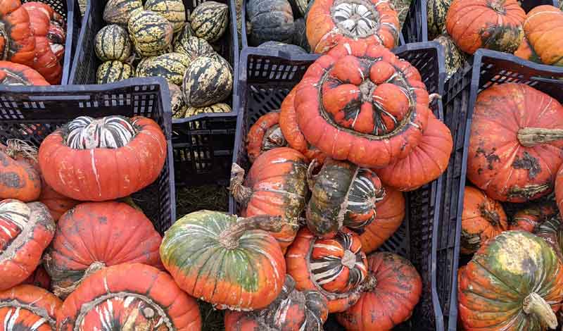 Baskets of Pumpkins, Surrey, UK