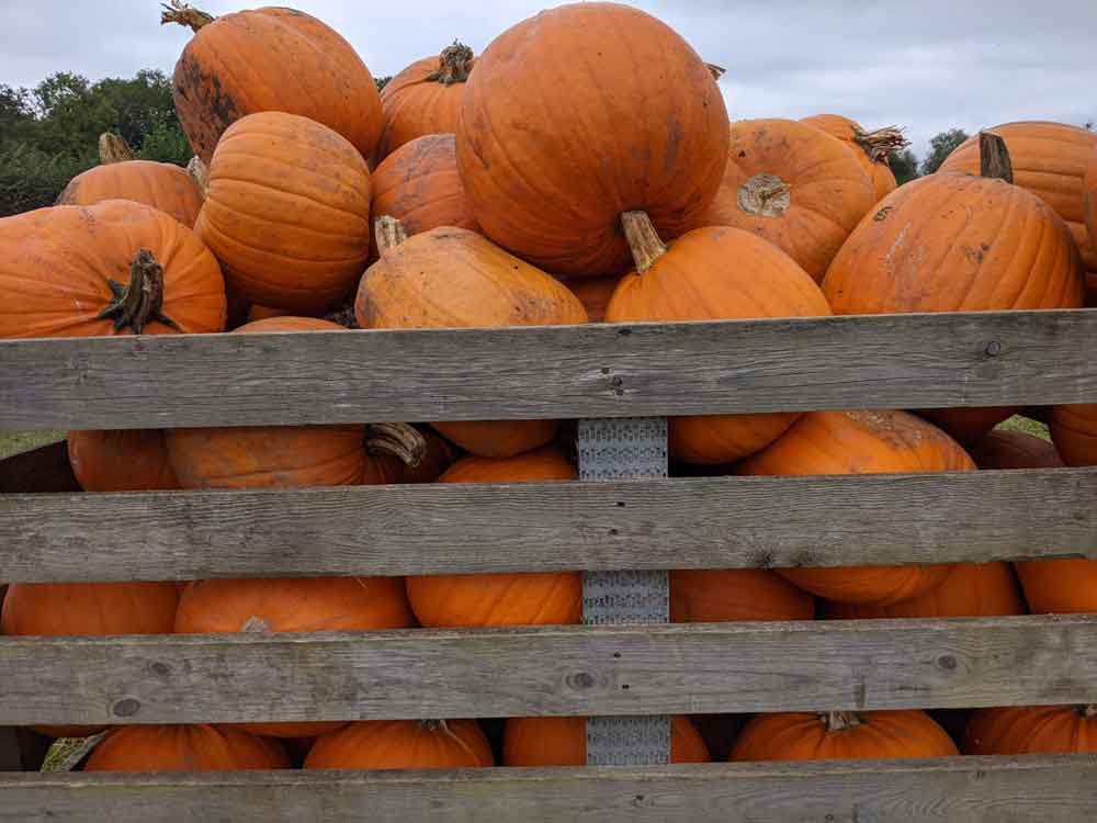 Crate of Pumpkins Surrey, UK