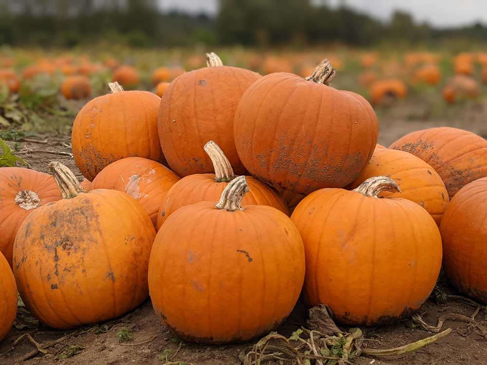 Garsons Pumpkin Farm Esher, Surrey, UK