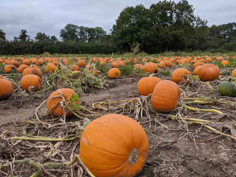 Pumpkin Field Surrey, UK