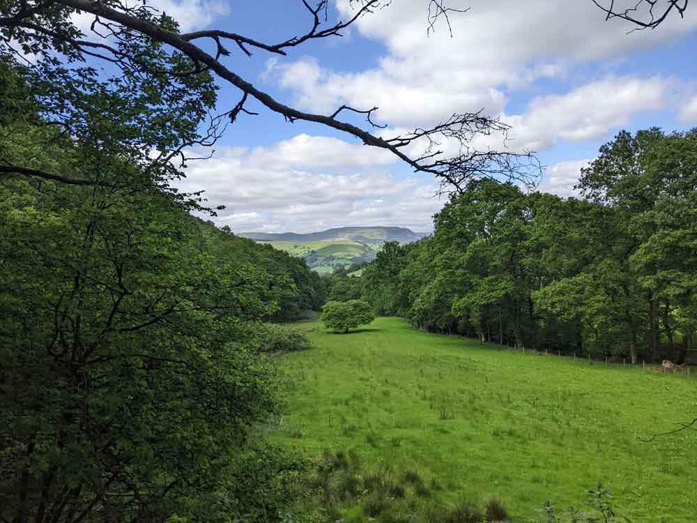 view of trees and green hills from Machynlleth treehouse, Wales, UK