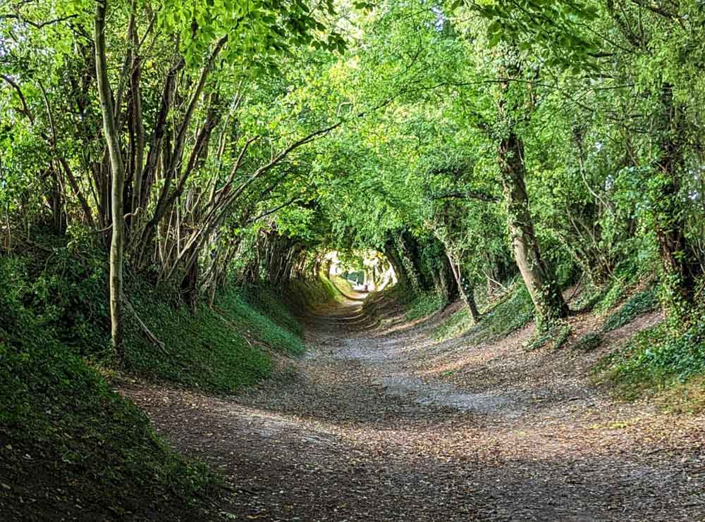 Tunnel formed by trees at Halnaker, Sussex, UK