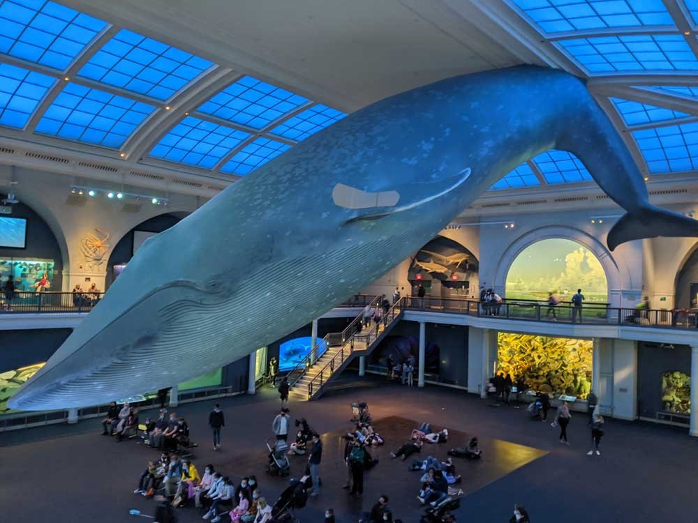 A Blue whale in the National History Museum in New York, USA