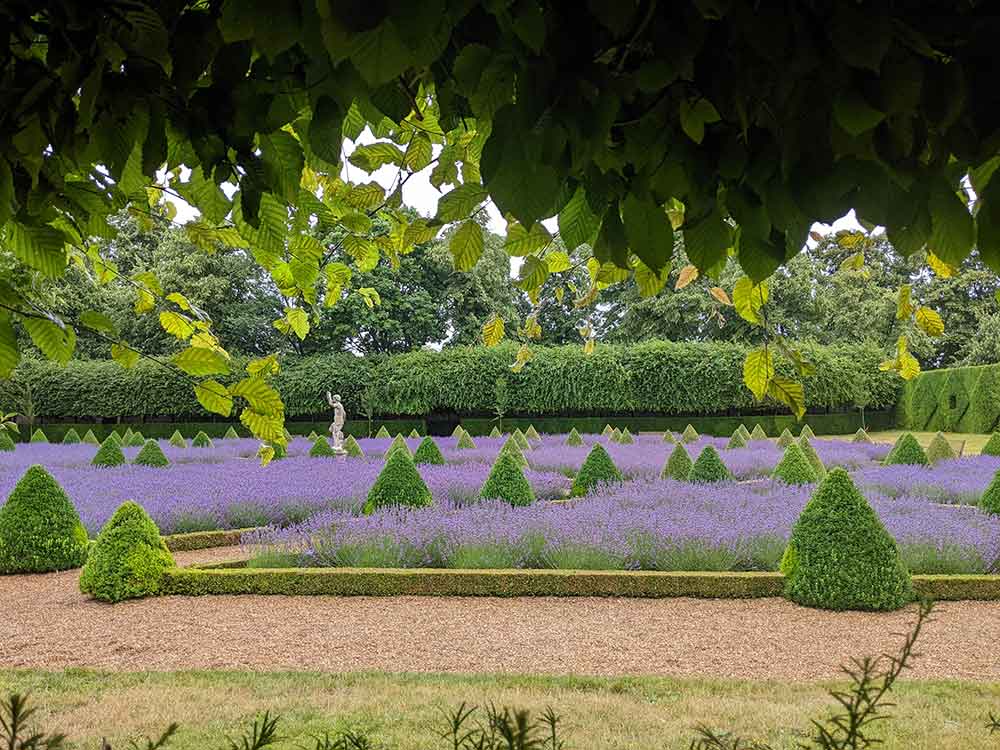 Lavender garden with conical shrubs and white statue seen through a gap in the leaves.