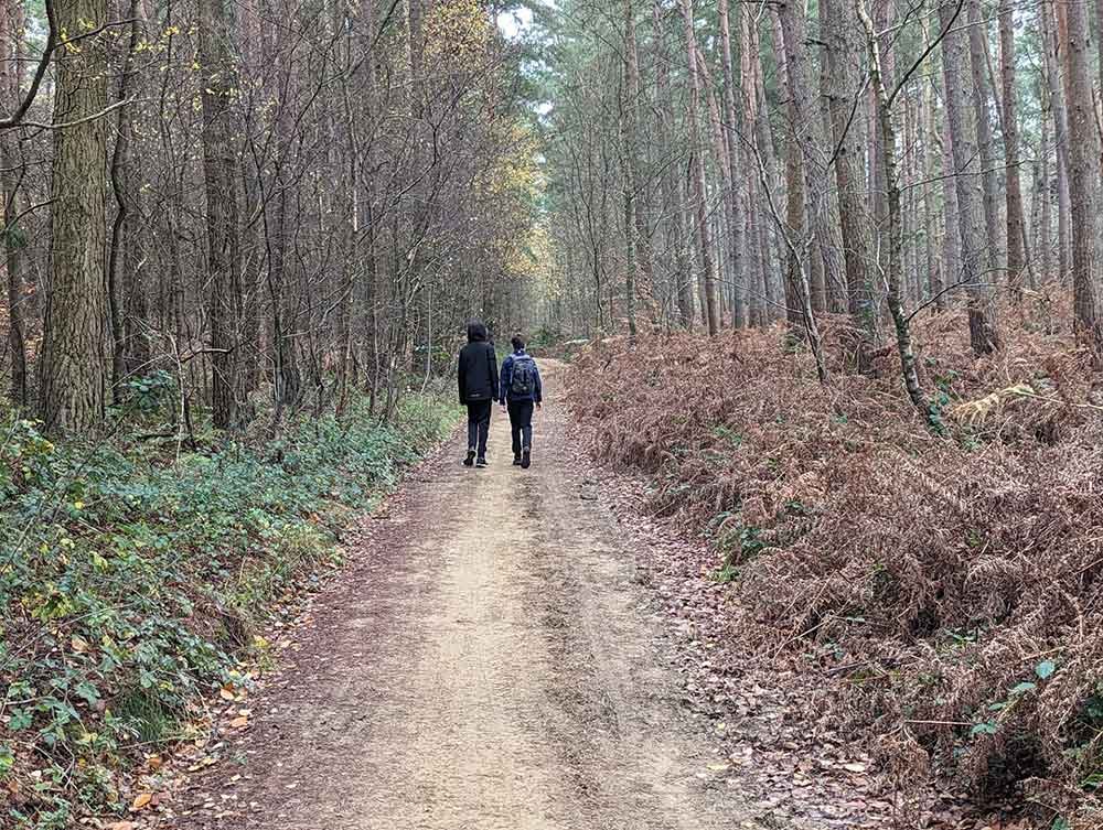 Walking through the woods, Leith Hill, Surrey, UK