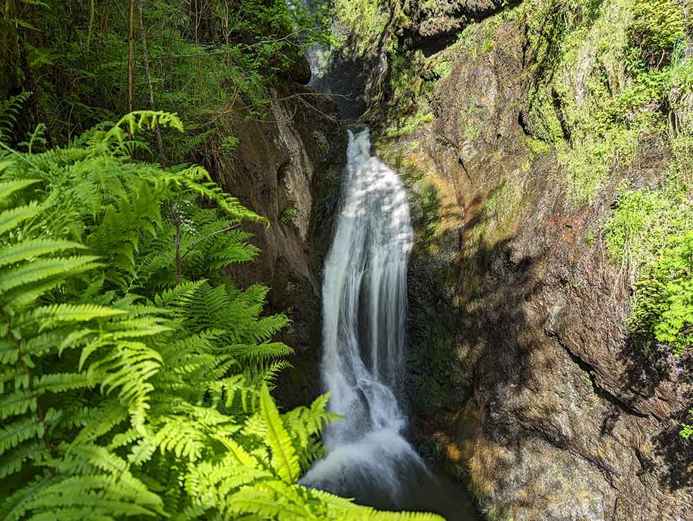 ferns in front of waterfall