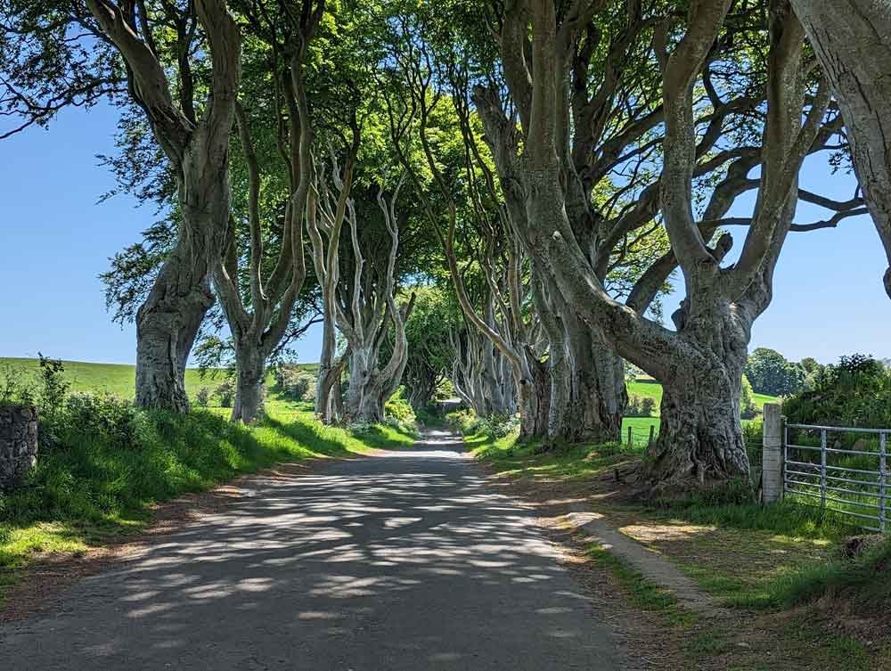 Tree lined avenue of the Dark hedges, Northern Ireland