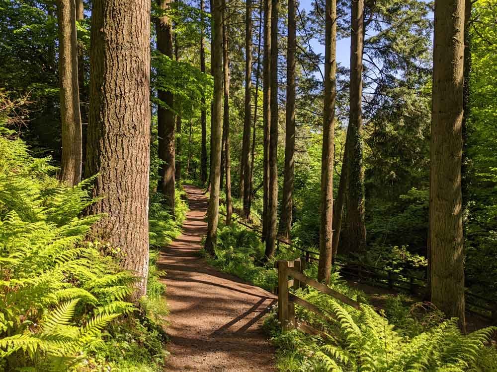 Path leading through the Woods at Glenariff Forest, Northern Ireland