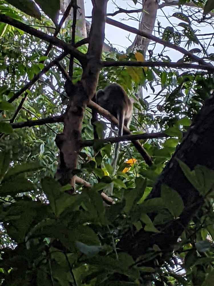 Jungle Monkeys, Thailand