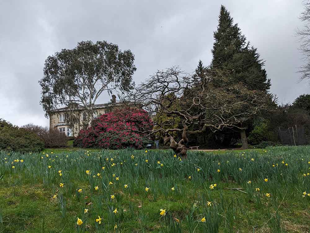 Leonardslee House in the background with trees and field of daffodils in foreground