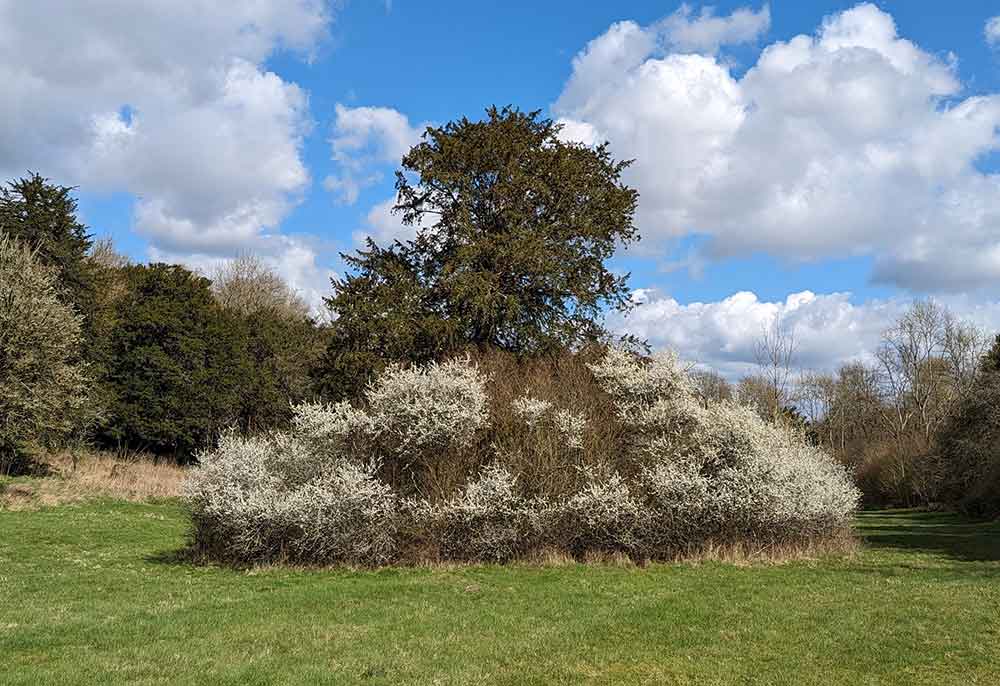 Bushes and trees with blossom and blue sky with fluffy white clouds