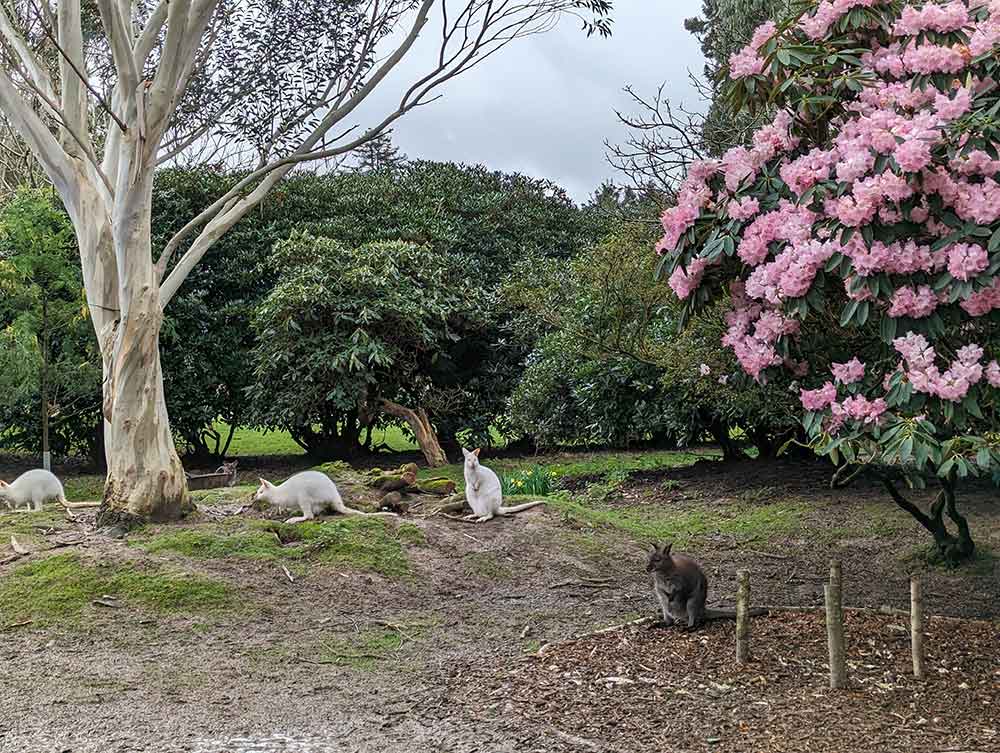 Picture of 3 albino wallabies and 1 brown wallaby sitting amongst trees