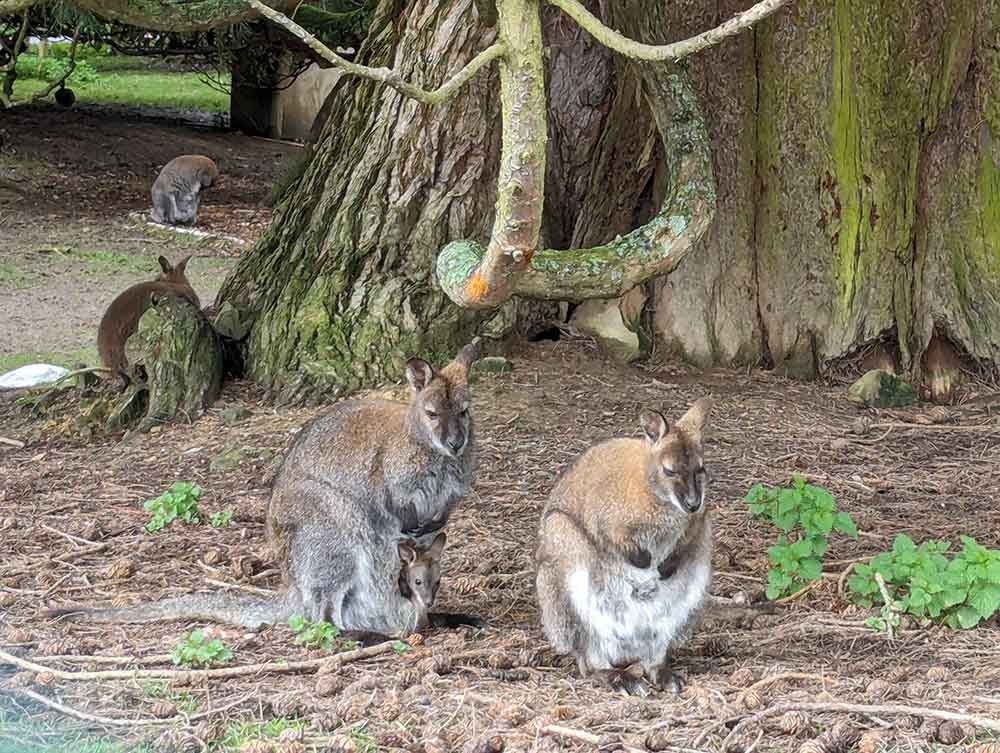 2 wallabies under a tree. One has a Joey peeking from her pouch.