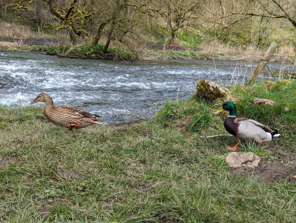 A male and female duck on the river bank of the River Wye near Chee Dale Nature Reserve, Peak District