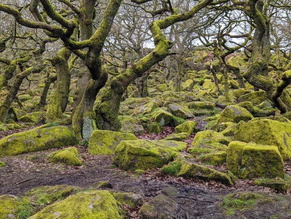 moss-covered trees and boulders at Padley Gorge