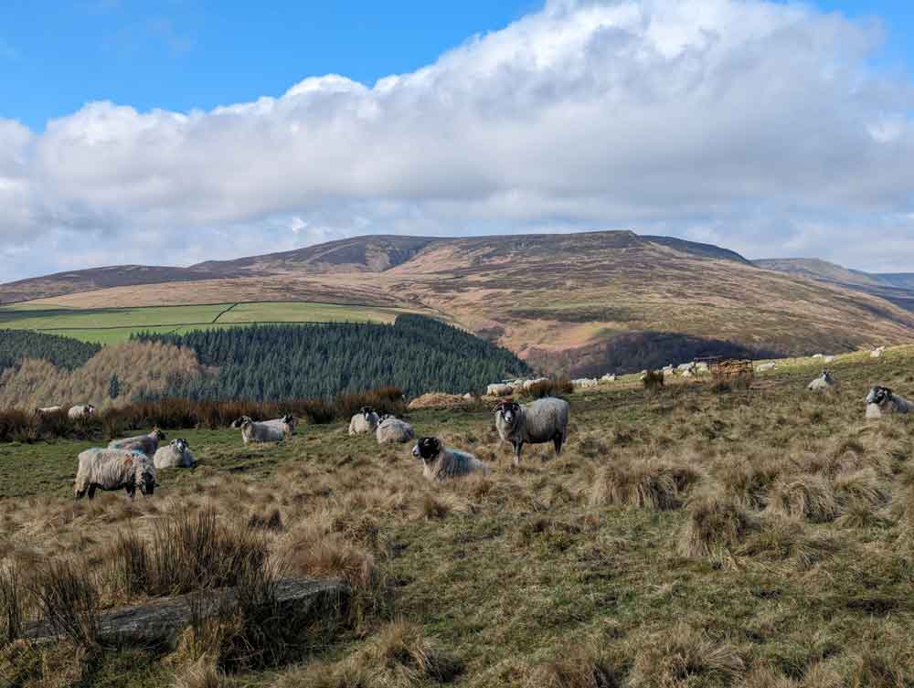 Peak District Sheep on walk to Alport Castle, Peak District