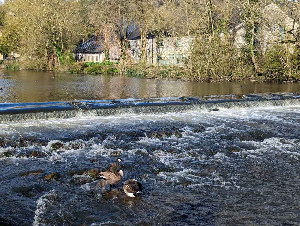 Canada Geese on River Wye at Bakewell, Peak District