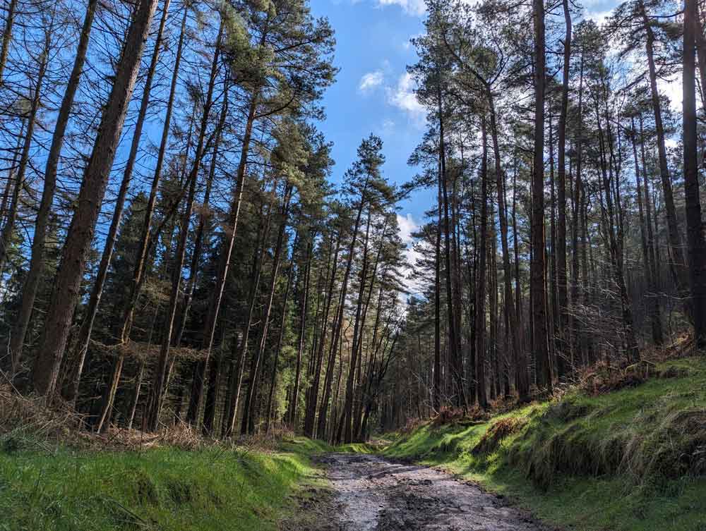 Muddy woodland path leading between grass verges and tall trees in Peak District