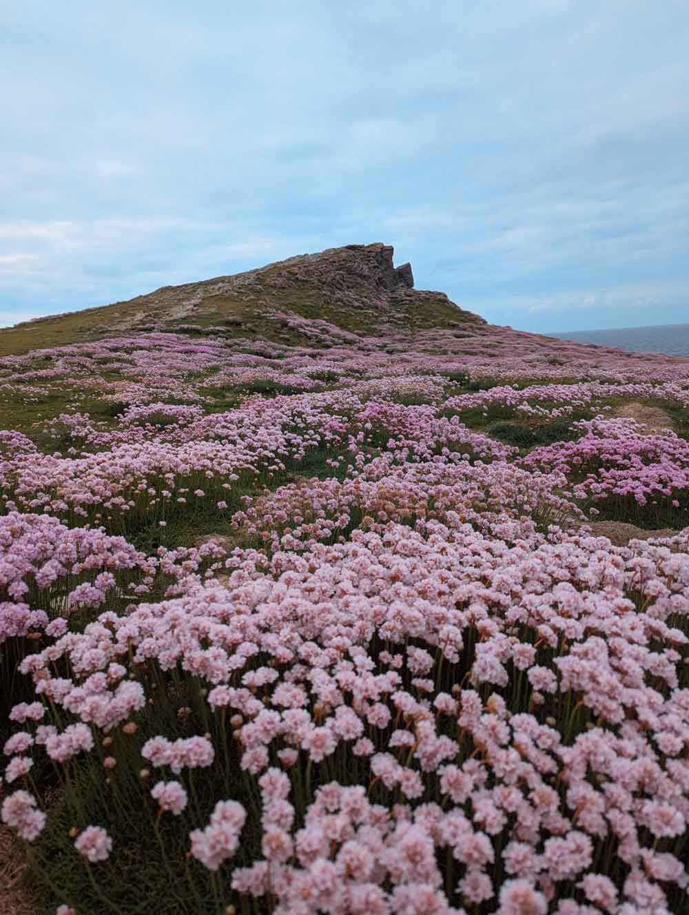 Sea thrift covering peninsular on Porth Island