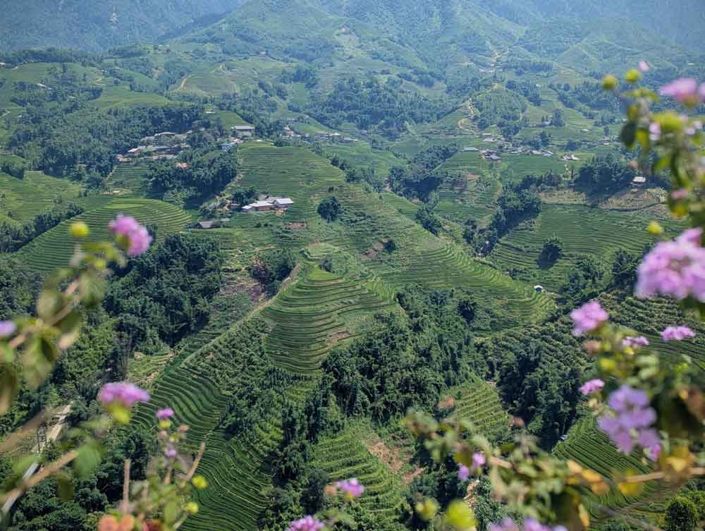 Rice terraces in Sapa, Vietnam